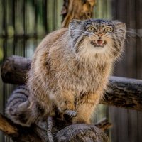 манул сердится :: Аркадий Лаптенко