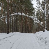 Лесной шлагбаум . :: Мила Бовкун