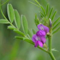 Мышиный горошек :: Надежда Куркина 