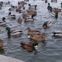 Утки :: Сапсан 