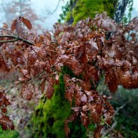В зимнем лесу :: Сергей Порфирьев