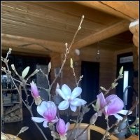 Сюрпризы весны :: Ольга Довженко