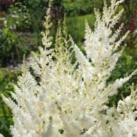 астильба :: Наталья Штанулина