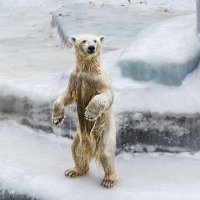 Белый :: SanSan 