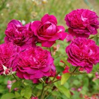 Дорогие подруги, с Наступающим Вас Праздником! :: Галина Нестратова