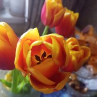 Тюльпаны к празднику :: Елена Семигина