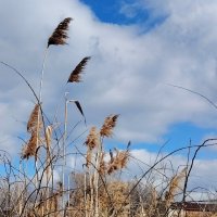 Тростник (камыши) :: Наталья (ShadeNataly) Мельник