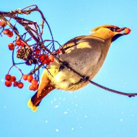 Свиристель позирует. :: Михаил Курзанцев