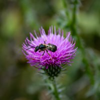 На***звание :: Александр. AVG100 ---