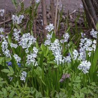 Пушкиния пролесковидная :: Aleksey Afonin