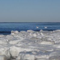 Лебеди, февраль, Балтийское море, Калининградская область :: Рита Симонова