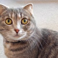 Март, кот... :: Dmitry i Mary S