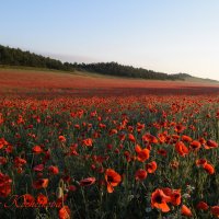 Природа Крыма :: Изумительная Космея