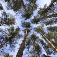 Взгляд в верх :: Oleg S