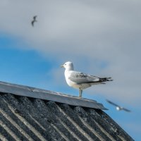 Ожидание :: Владимир Колесников