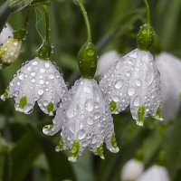 Подснежник :: Aleksey Afonin