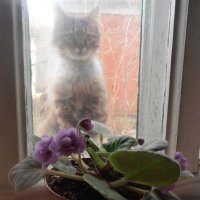 Заглядывающий в окно :) :: Наталья 