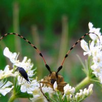 А вот и я ! :: nadyasilyuk Вознюк