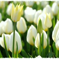 Женщине  ... :: Виктор  /  Victor Соболенко  /  Sobolenko