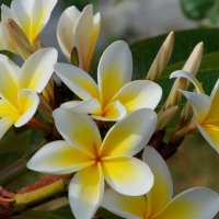 С Наступающим Женским Днём,девочки! :: Наталия Григорьева