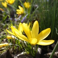 "...Распустились жёлтые крокусы, Началось...,- природы рождение...." :: Галина 