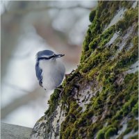 Куда же спрятать? (поползень и подсолнечное семечко ) :: Валентин Котляров