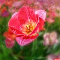 В каждом лепестке тепло к 8 Марта :: Игорь Сарапулов