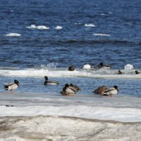 на море :: ИННА ПОРОХОВА