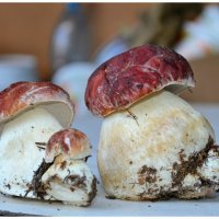 Дружное семейство . :: Михаил Курзанцев