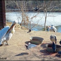 Март в ростовском зоопарке :: Нина Бутко