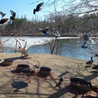Март в ростовском зоопарке :: Нина Бутко