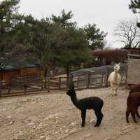 Сафари-парк Геленджика. Ламы :: Маргарита Авраменко