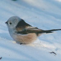 ополовник :: gawrilа - dan