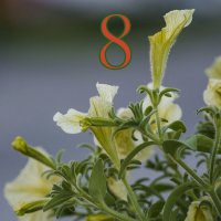 *** :: Юрий Велицкий