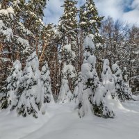 В февральском лесу после метели :: Владимир Езеров 