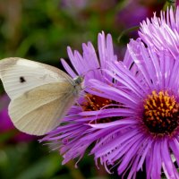 опять про бабочек...526 :: Александр Прокудин