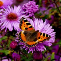 опять про бабочек...530 :: Александр Прокудин