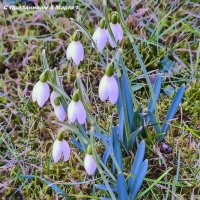 Для милых дам ! :: Андрей K.