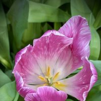 Тюльпан :: Любовь 