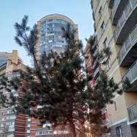 Закат :: Сапсан 