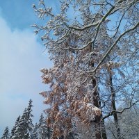 Осень :: Сапсан 