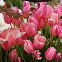 Как радуется женщина цветам, дарите её цветы, любя дарите! :: Татьяна Помогалова