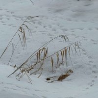 Былинки… :: Любовь 