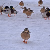 А обещали фотосессию! :: Валентина  Нефёдова 