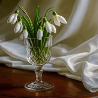 Весенний букетик :: Aleksey Afonin