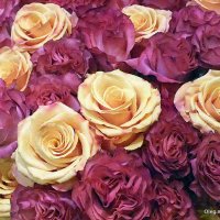 розы для слабого пола :: Олег Лукьянов