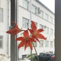 "Цветы на подоконнике, цветы, цветы..." :: zavitok *