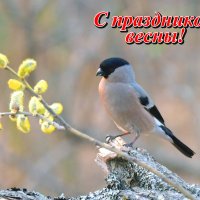 С праздником 8 марта! :: Михаил Белоусов