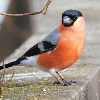 Снегирь :: Лина 