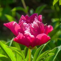 Поздравляю с 8 Марта! :: Александр Силинский